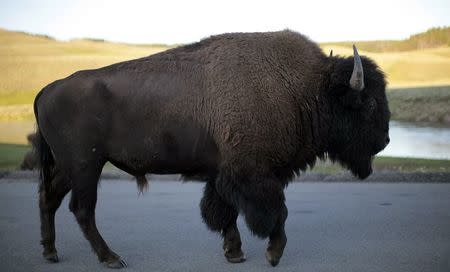 A bison walks in Yellowstone National Park, Wyoming in this August 10, 2011 file photo. REUTERS/Lucy Nicholson/Files