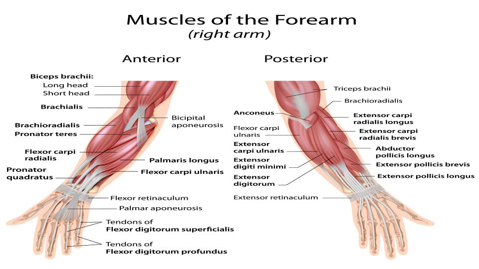 Forearm muscle anatomy showing anterior and posterior forearm and hand muscles