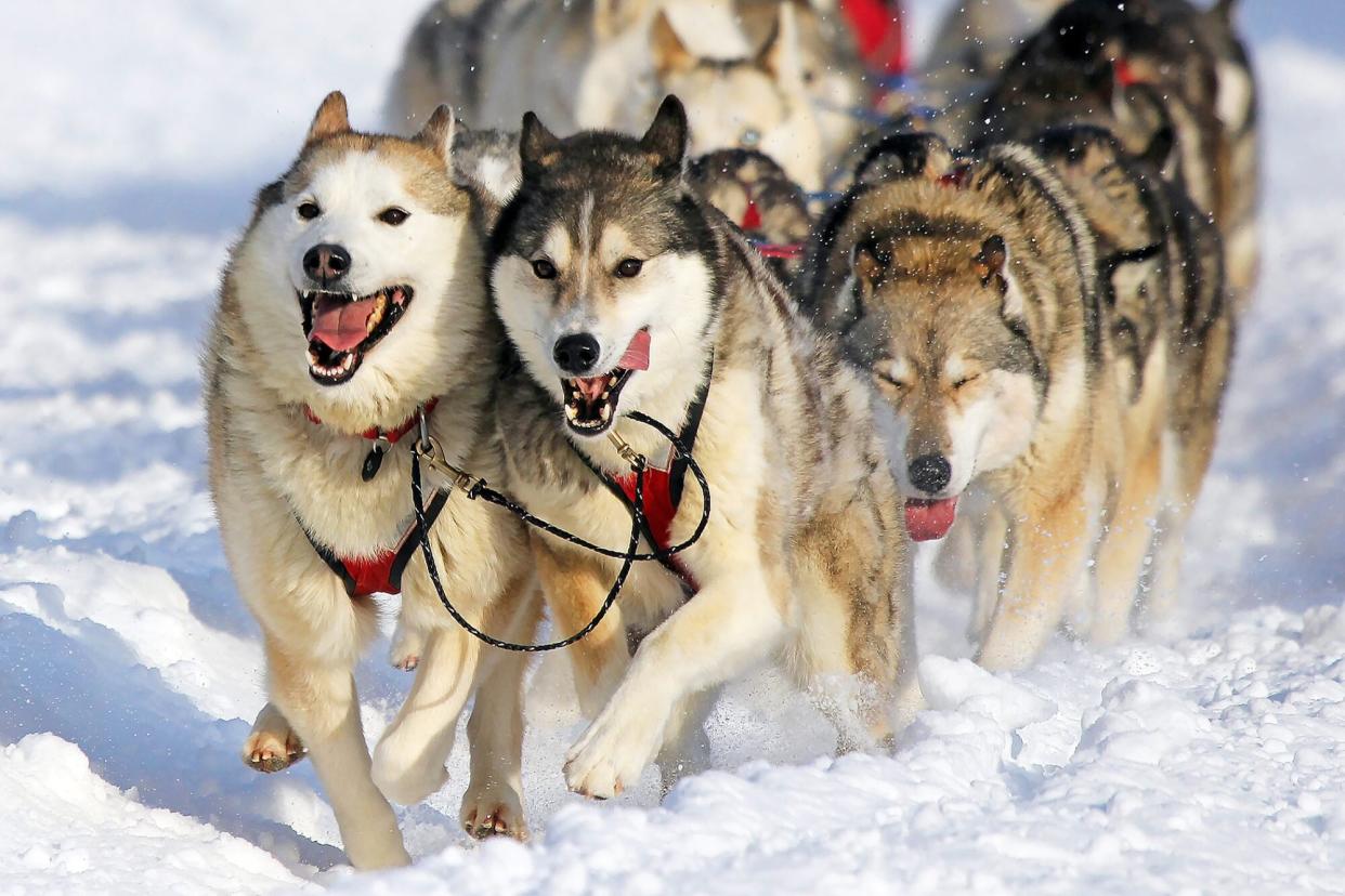 Siberian Huskies running in a dog sled race