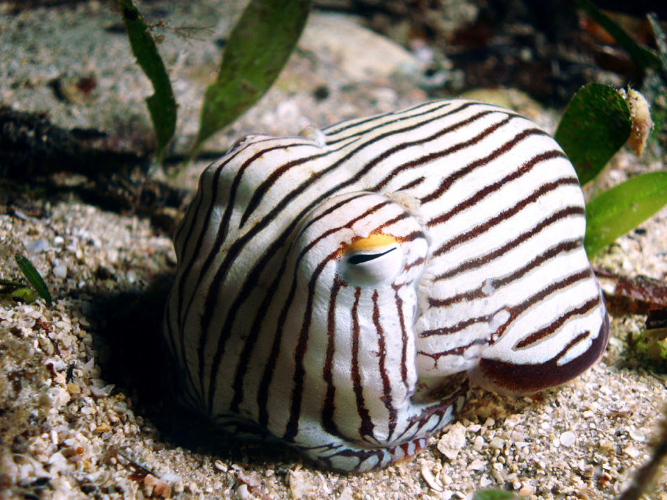 Sepioloidea lineolata also known as Striped Pyjama Squid or Striped Dumpling Squid. 