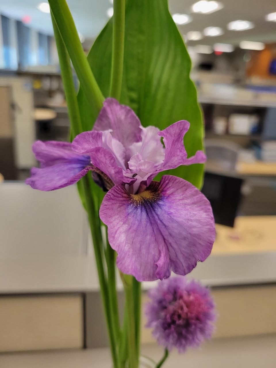 The annual Columbus Iris Society plant sale will be held at the Oakland Park location of Oakland Nurseries on Saturday.