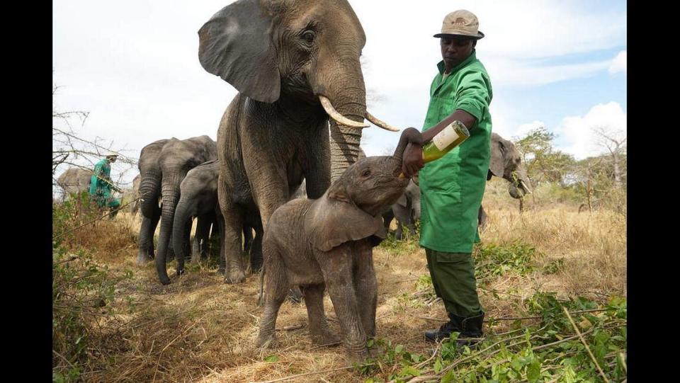 Officials said they hand-milked Murera and bottle-fed Mwana for 11 days until they learned to nurse.