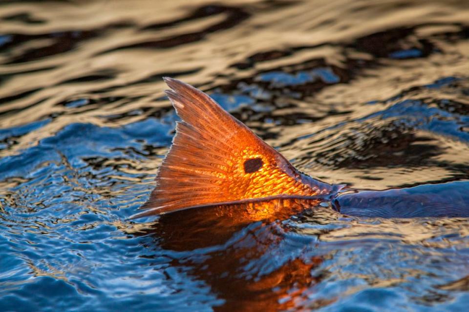 A new study found that redfish in Florida are contaminated with pharmaceuticals in their blood.