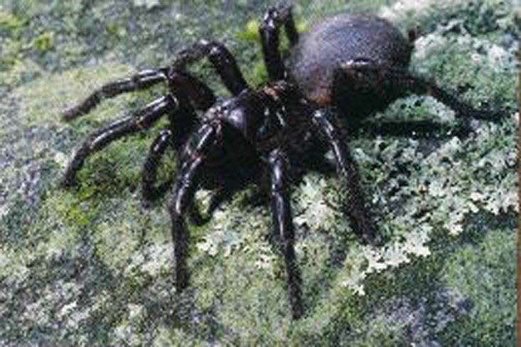 A bite from the Australian funnel web spider can be deadly.