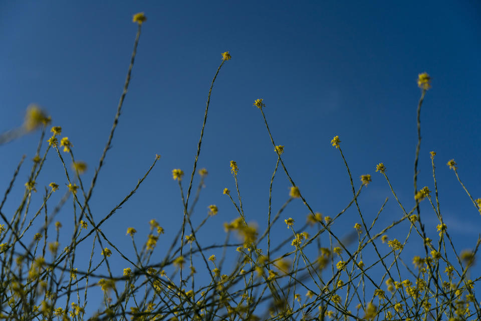 Wild mustard flowers bloom in Griffith Park in Los Angeles, Thursday, June 8, 2023. Among the most prominent of blooming plants that are seemingly everywhere in California this year following an unusually wet winter is the highly flammable wild mustard that threatens to fuel wildfires. (AP Photo/Jae C. Hong)