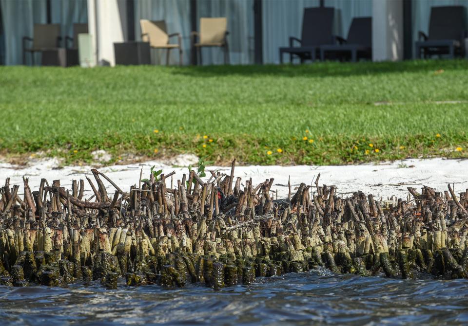 Hundreds of mangrove roots are seen along the shoreline of the St. Lucie River at the Sandpiper Bay Resort after the trees, protected by the state Department of Environmental Protection,  were hacked down, Now, there's an open view of the river from the resort, as seen on Tuesday June 20, 2023, in Port St. Lucie. An estimated 951 feet of mangroves were cut along the 3,394-foot shoreline. The choppers had cut a swath 15 to 26 feet deep in some areas.