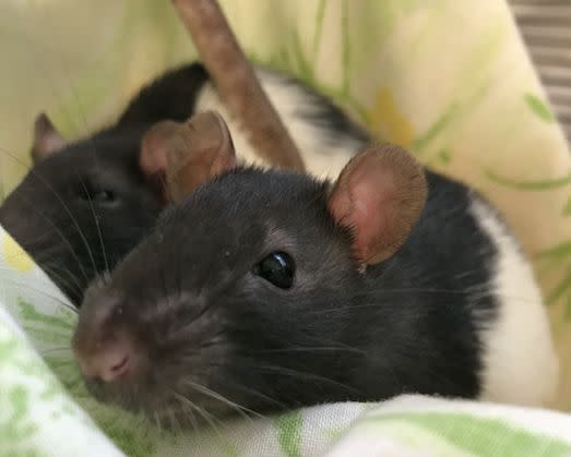 Two rats spending time together at the San Diego Humane Society. (Photo: San Diego Humane Society)