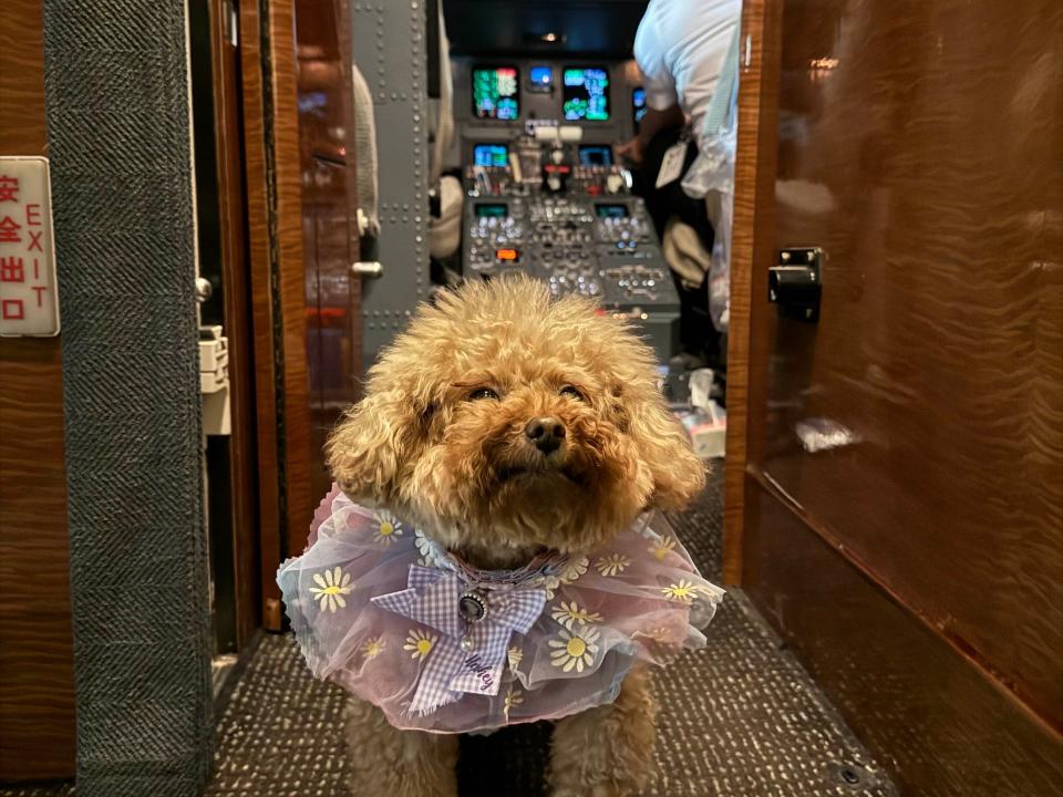 Toy poodle dog on a private jet with cockpit in the background