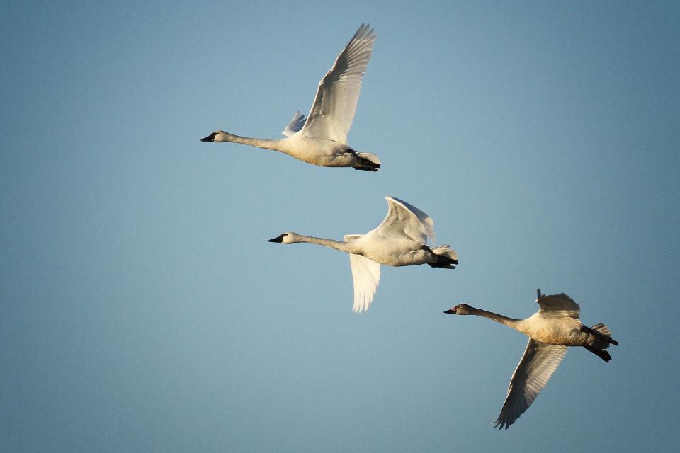 Tundra swans in flight at Sauerheber Sloughs Management Area, the cob (male), and pen (female), mated for life, and their this-year's cygnet (youngster, bottom). They've migrated some 4,000 miles from the high Arctic where they breed.