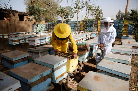 Beekeepers check hives at a farm in Shibin El Kom, Al- Al-Monofyia province, northeast of Cairo, Egypt November 30, 2016. Picture taken November 30, 2016. REUTERS/Amr Abdallah Dalsh