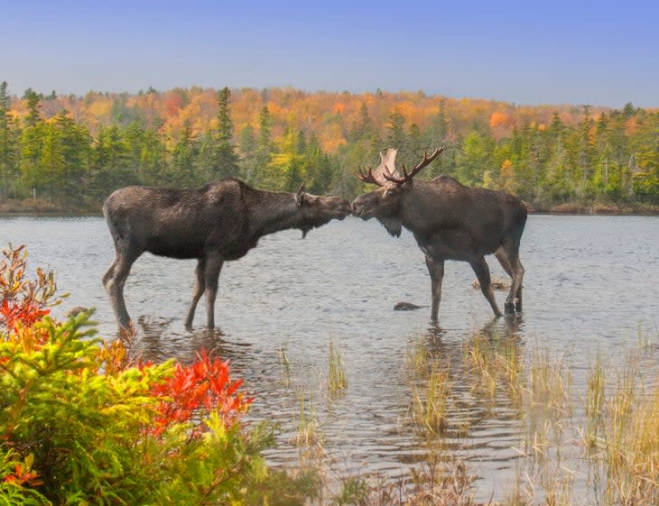 Two moose 