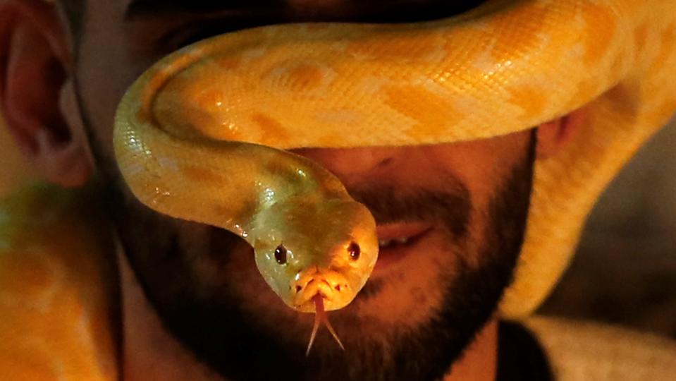 An albino Indian python wrapped around a man's hand and head