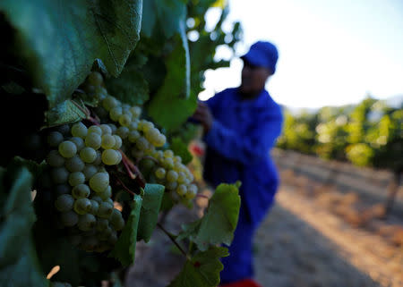 Workers harvest grapes at the La Motte wine farm in Franschoek near Cape Town, South Africa in this picture taken January 29, 2016. REUTERS/Mike Hutchings