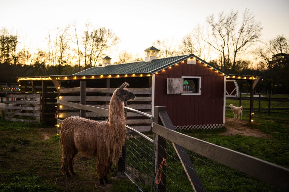 A llama at Sweet Valley Ranch, which is hosting a Festival of Lights display this year.