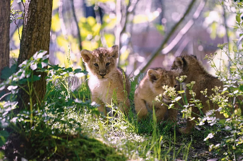 The three cubs are an important addition to the conservation breeding programme