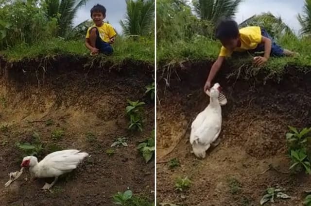 Determined duck retrieves boy's shoe and gives it back to him