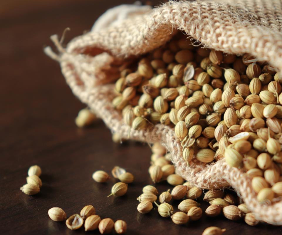 How to harvest coriander seeds to use in cooking, or to sow for new