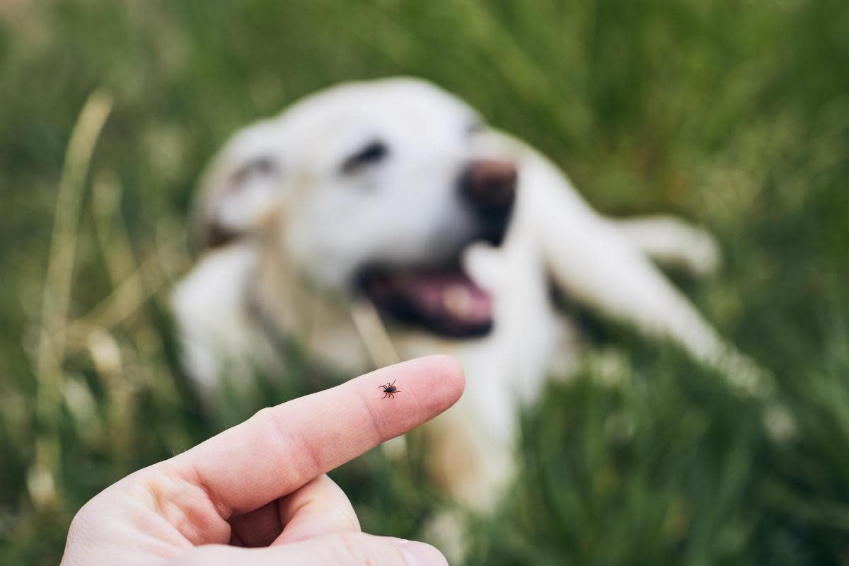 Ticks are tiny, spider-like creatures which feed on the blood of animals and humans <i>(Image: Getty/Chalabala)</i>