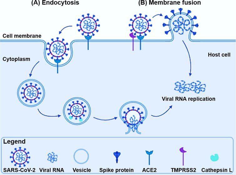 A diagram showing the mechanism by which SARS-CoV-2 is able to enter cells and reproduce.