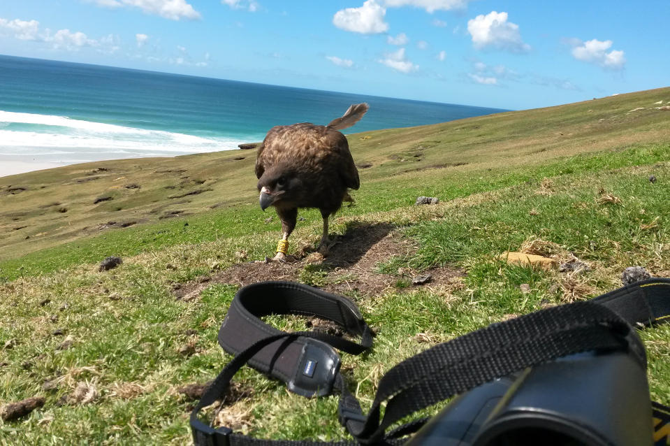 Un caracara austral en las islas Malvinas, donde también se le conoce como Johnny rook o “mono volador”. (Katie Harrington vía The New York Times)