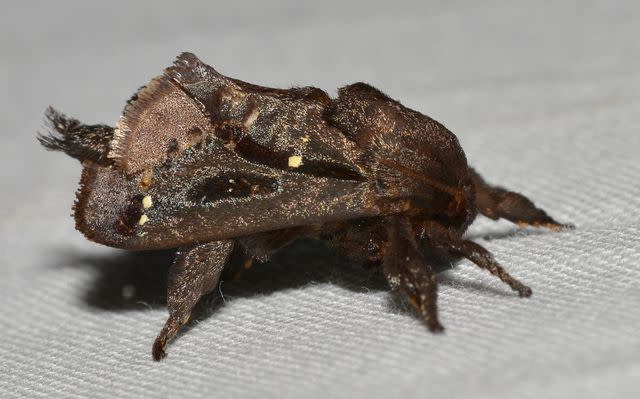 Andy Reago & Chrissy McClarren / Flickr / CC BY 2.0 Saddleback caterpillar moth