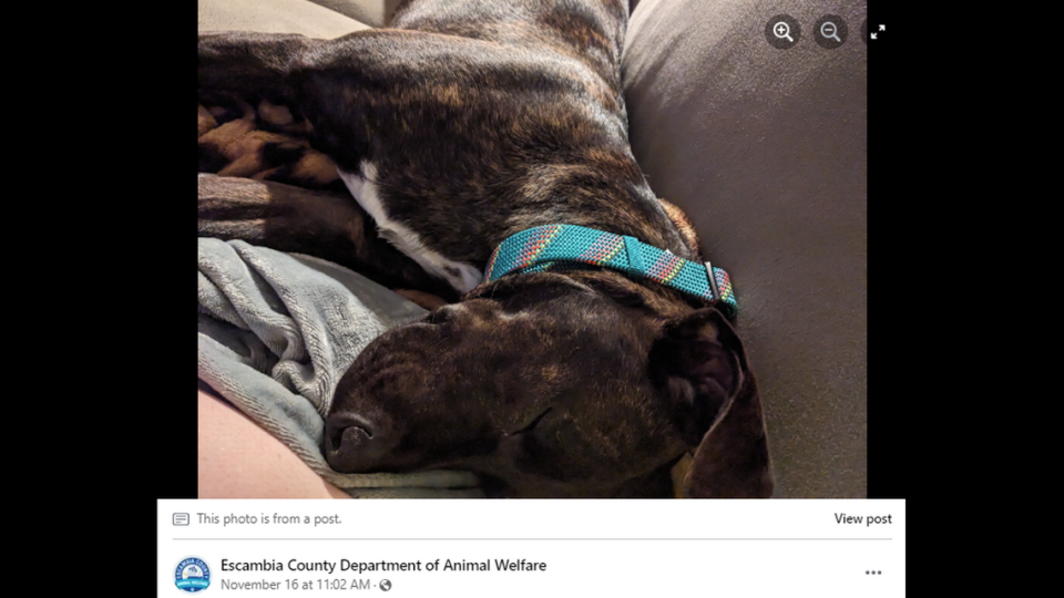 Gibson has settled in to his new home, taking a snooze next to his mom on the couch. Escambia County Department of Animal Welfare via Facebook