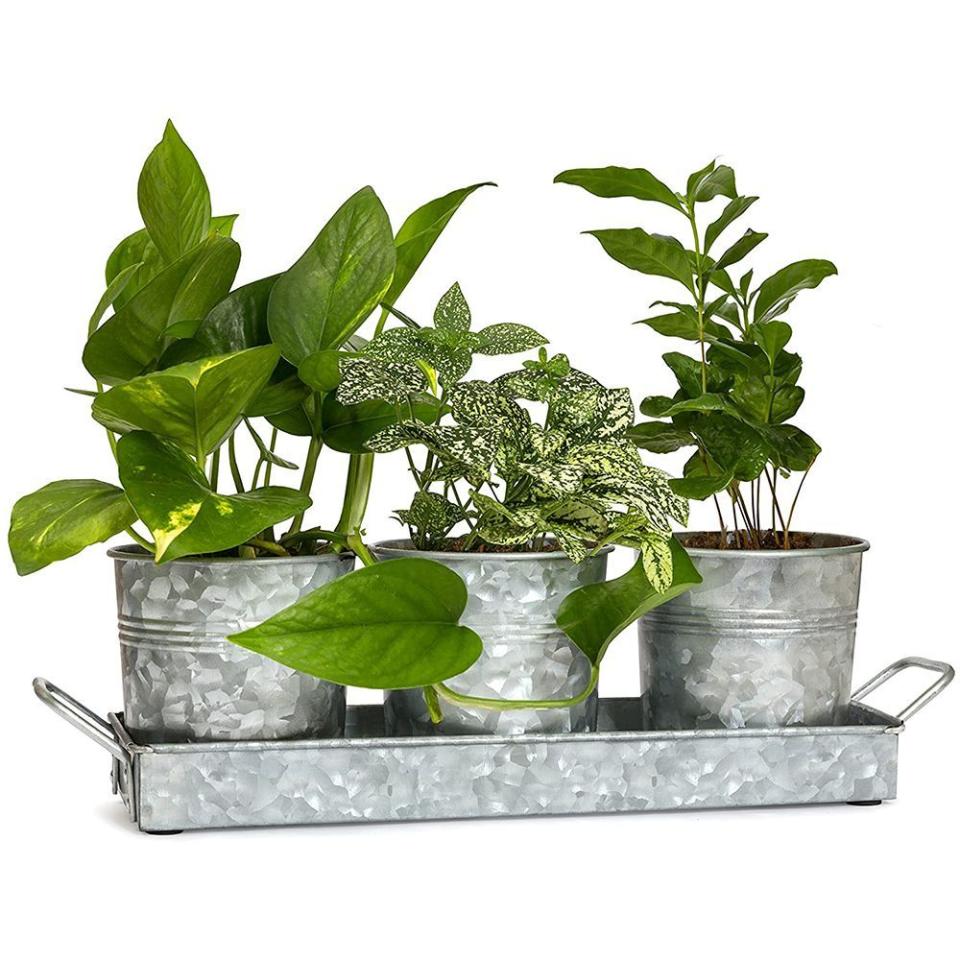 4) Walford Home Farmhouse Indoor Herb Garden Planter