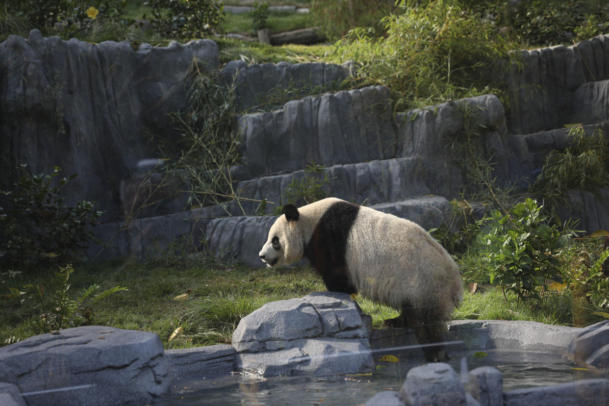 Xin Bao explores Panda Ridge. 