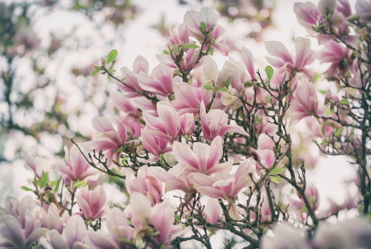 magnolia tree in full bloom