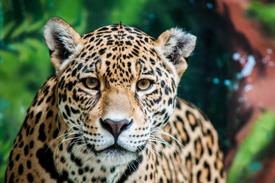 El jaguar se relacionó con la noche y el sol. Foto: Getty Images