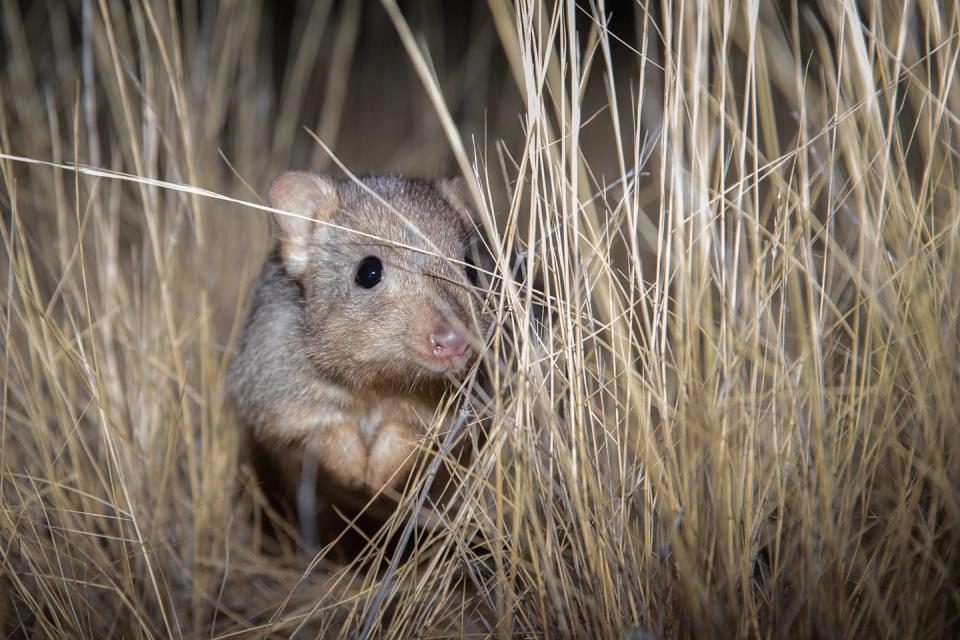 A burrowing bettong in the cat-free fenced area of Newhaven Wildlife Sanctuary where it has been reintroduced. Cats drove this species to extinction on the mainland. Brad Leue/Australian Wildlife Conservancy, <a href="http://creativecommons.org/licenses/by/4.0/" rel="nofollow noopener" target="_blank" data-ylk="slk:CC BY;elm:context_link;itc:0;sec:content-canvas" class="link ">CC BY</a>