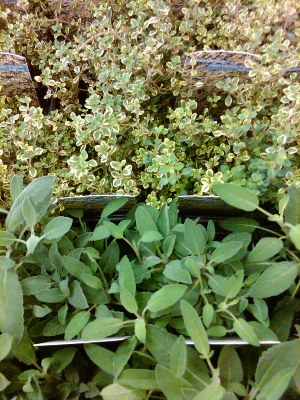 Herbs make an easy addition to any type of gardening and are perfect to have accessible for your everyday cooking.