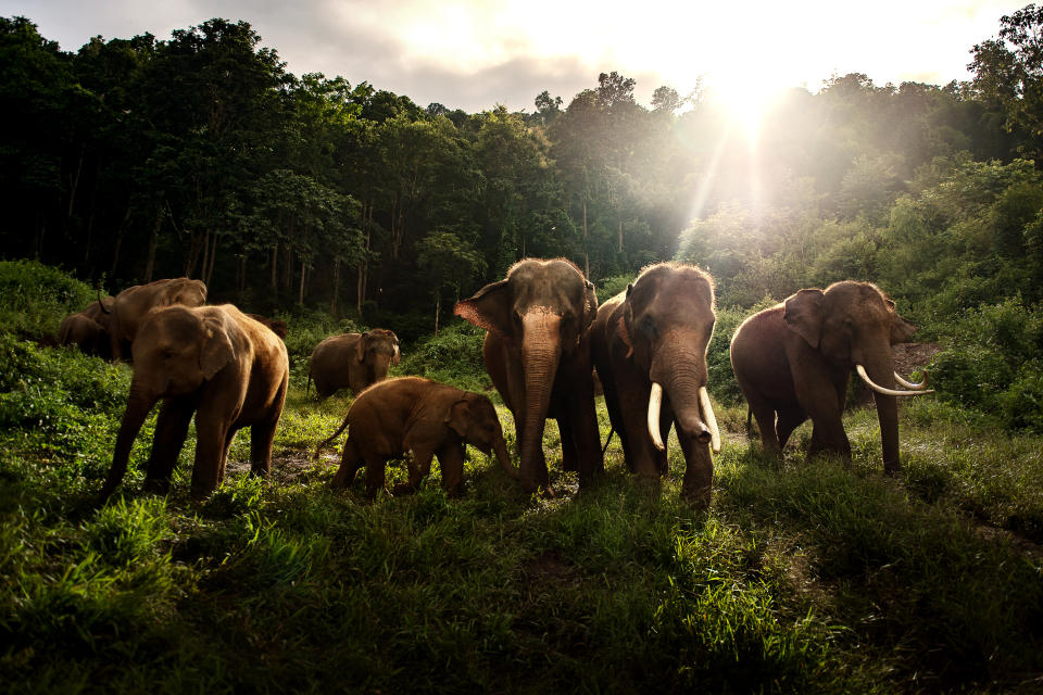 The sun peaks over the horizon, lighting a troop of elephants in the jungle.