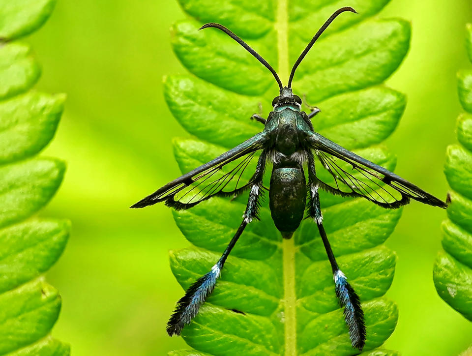 <p>Komang, who often takes pictures of insects, said, “There are other creatures all around us that we often ignore, but have a diversity and beauty that is charming.” (Photo: Komang Wirnata/Caters News) </p>