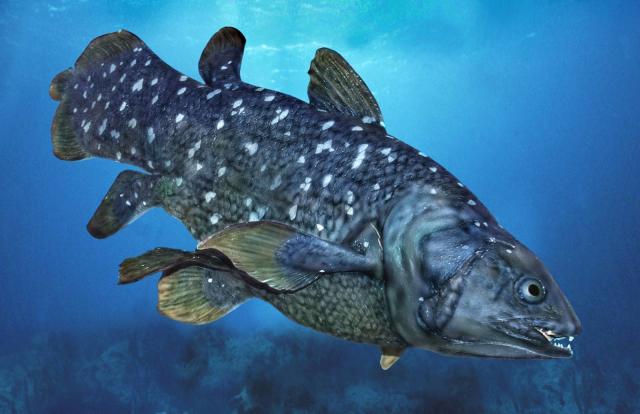 Fish Believed to Have Gone Extinct With Dinosaurs Rediscovered