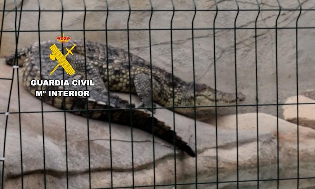 <span>One of the Nile crocodiles seized by the Seprona division of the Guardia Civil.</span><span>Photograph: Guardia Civil</span>