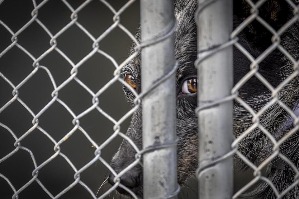 A dog looks out of its cage at the Lancaster Animal Care Center.