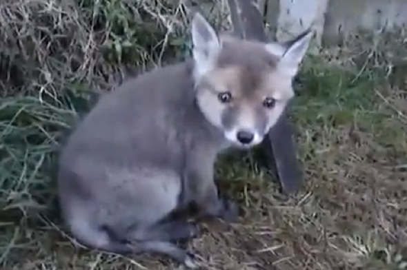 Man saves baby fox with head stuck in tin can