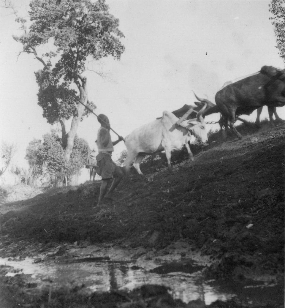 Kenya farming