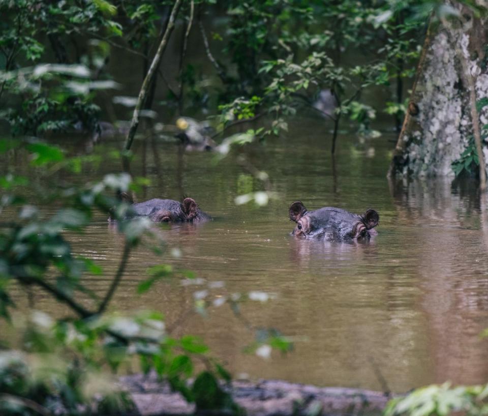 Searching for the Lost Chimpanzees of Kyambura Gorge - Yahoo Life