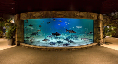 mekong catfish aquarium