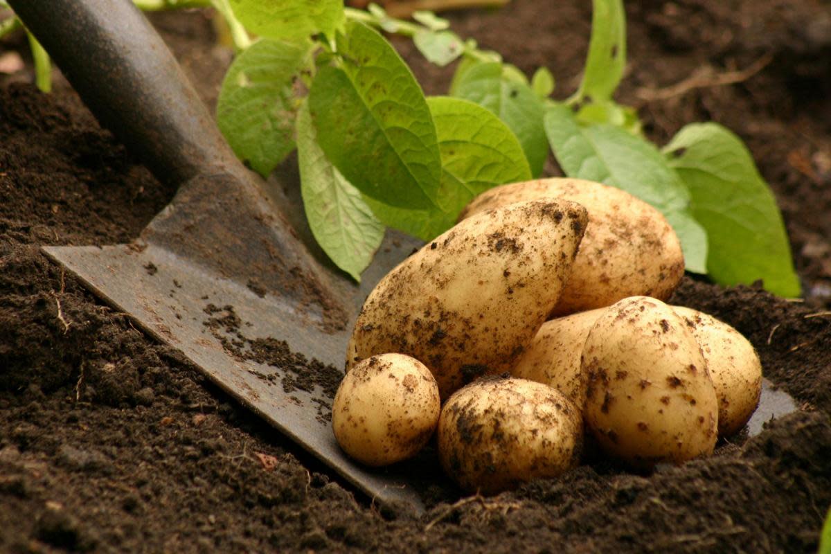 Farmers say the future of the Great British potato is at risk after years of extreme weather and high costs <i>(Image: NFU)</i>