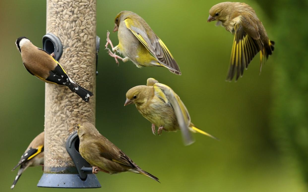 Bird feeders had fewer species at them than usual this year - Getty