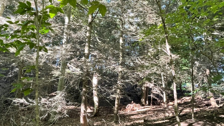 Several dying hemlock trees in Lake Harbor Park spotted on July 25, 2022. DNR expert Drew Rayner says the hemlock woolly adelgid is the likely cause. (Matt Jaworowski/WOOD TV8)