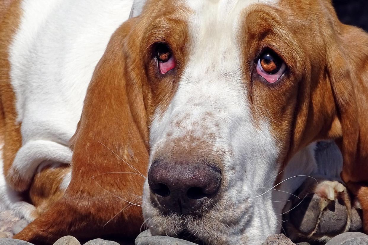 closeup of a basset hound's droopy eyes with ectropion