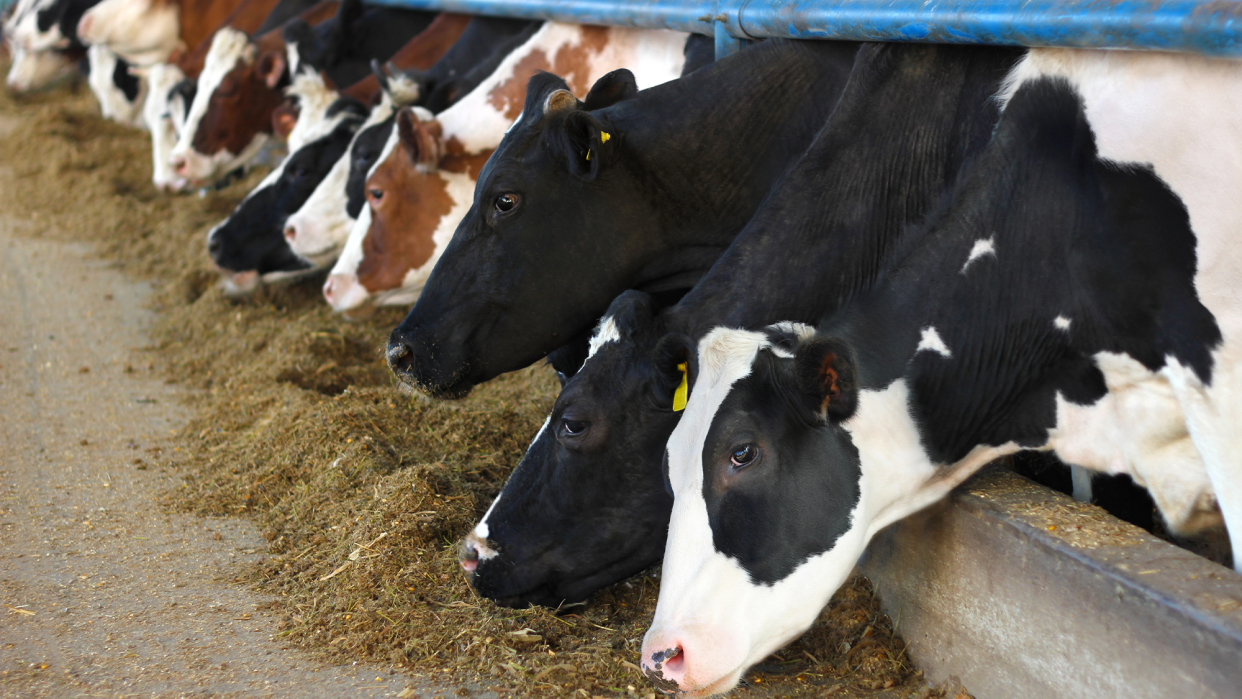 dairy cows eating animal feed