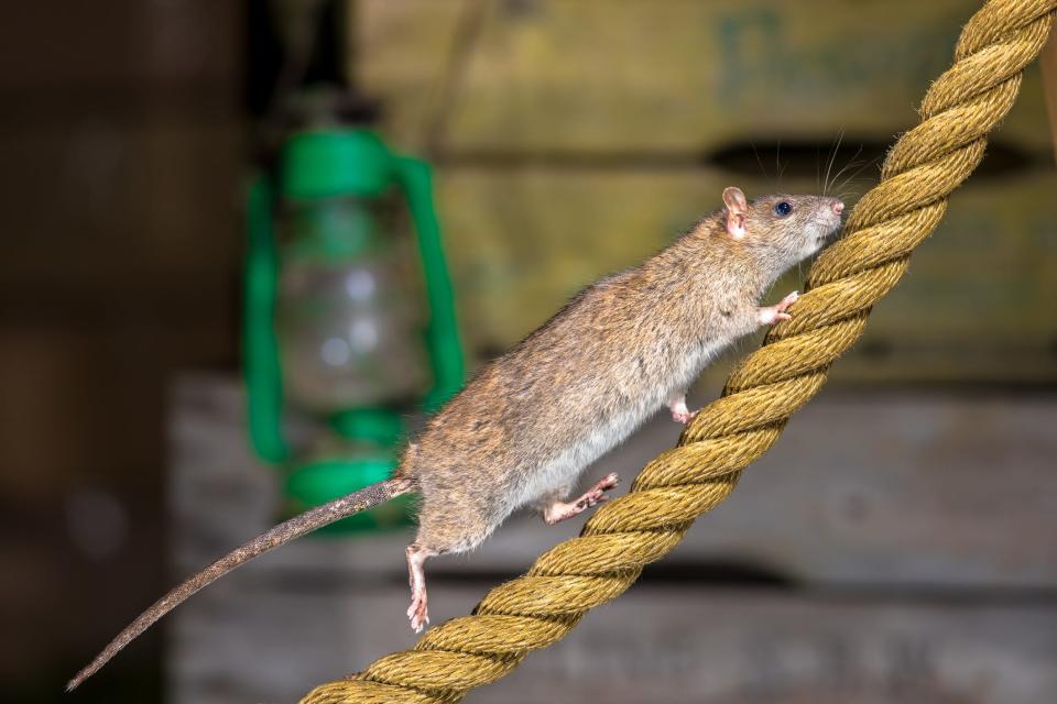 A rat climbing up a rope.