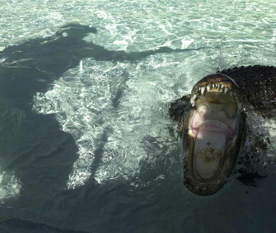 The shadow of Jeff Quattrocchi, as he approaches an eight foot 200 pound American Alligator, during the Swampmaster Gator Show at the Manatee County Fair on January 23, 2002. 
