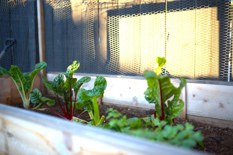 chard growing in raised planter outdoors