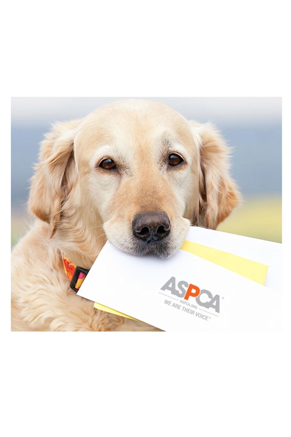 <p><strong>ASPCA</strong></p><p>aspca.org</p><p><strong>$150.00</strong></p><p><a href="https://secure.aspca.org/donate/2020-web-nc-bre1-T1-P1" rel="nofollow noopener" target="_blank" data-ylk="slk:Donate;elm:context_link;itc:0;sec:content-canvas" class="link ">Donate</a></p><p>For a non-physical gift, consider donating to a local animal shelter or the ASPCA in your loved one’s name. It’s a gesture any dog-lover will absolutely appreciate.</p>